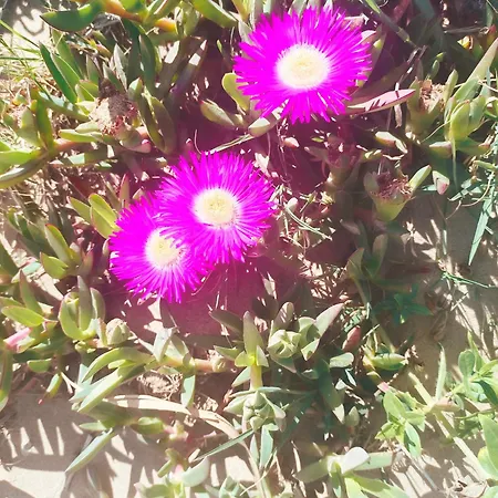 Lamarobile Climatisé Avec Jardin Et Terrasse Proche Des Grands Buffets, Du Centre Et De La Gare *