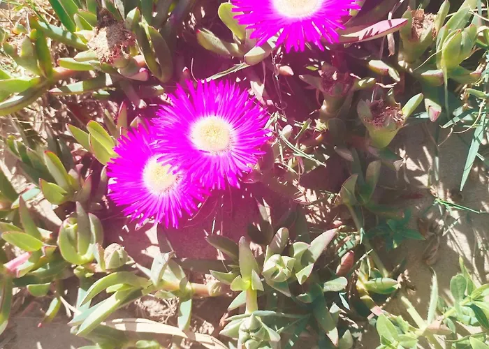 Oasis Terrasse & Calme *